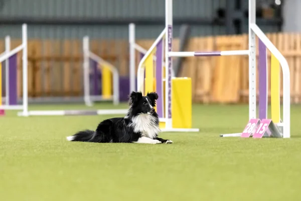 敏捷竞赛中精力充沛的狗 表现出敏捷 敏捷和决心 狗运动 — 图库照片