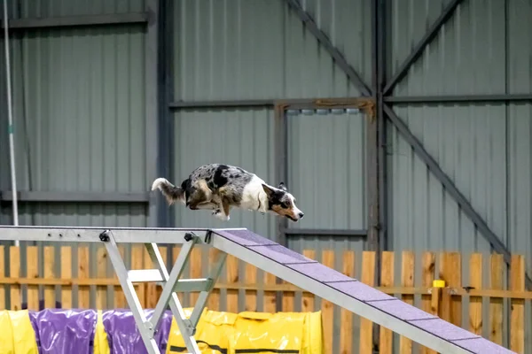 Çeviklik Yarışması Sırasında Enerjik Bir Köpek Çeviklik Hız Kararlılık Sergiliyor — Stok fotoğraf