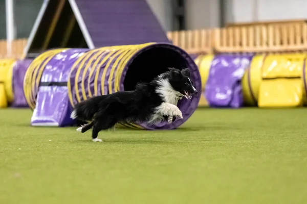 Çeviklik Yarışması Sırasında Enerjik Bir Köpek Çeviklik Hız Kararlılık Sergiliyor — Stok fotoğraf