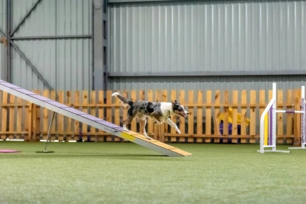 Energetyczny Pies Podczas Zawodów Zwinności Wykazując Zwinność Szybkość Determinacji Sport — Zdjęcie stockowe