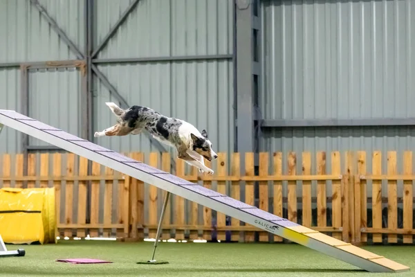 Energisk Hund Agilitetstävling Visar Upp Smidighet Snabbhet Och Beslutsamhet Hundsport — Stockfoto