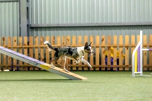 Energetischer Hund Bei Einem Geschicklichkeitswettbewerb Der Beweglichkeit Schnelligkeit Und Entschlossenheit — Stockfoto