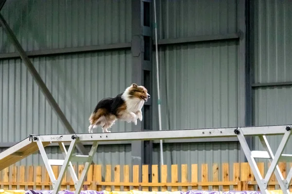 Cão Energético Durante Uma Competição Agilidade Mostrando Agilidade Velocidade Determinação — Fotografia de Stock