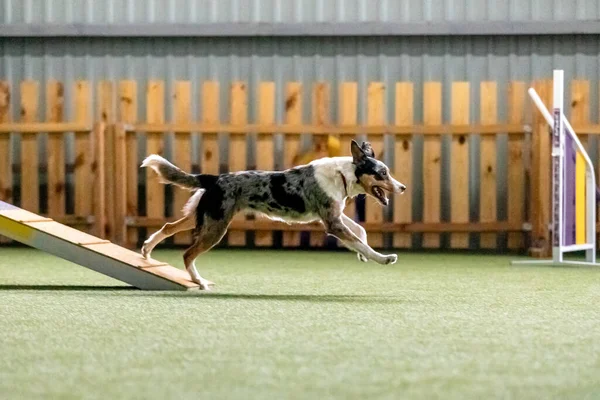 Perro Enérgico Durante Una Competencia Agilidad Mostrando Agilidad Velocidad Determinación —  Fotos de Stock