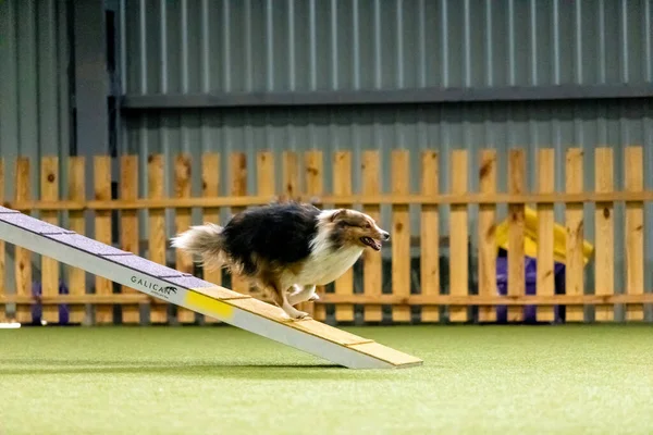 Ενεργητικός Σκύλος Κατά Διάρκεια Ενός Διαγωνισμού Ευκινησίας Επιδεικνύοντας Ευκινησία Ταχύτητα — Φωτογραφία Αρχείου