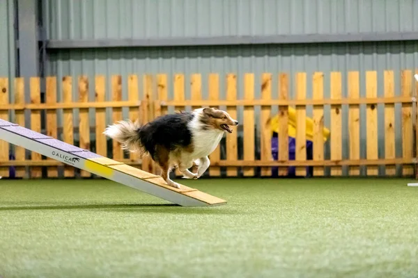 Energetische Hond Tijdens Een Behendigheidswedstrijd Presentatie Van Behendigheid Snelheid Vastberadenheid — Stockfoto