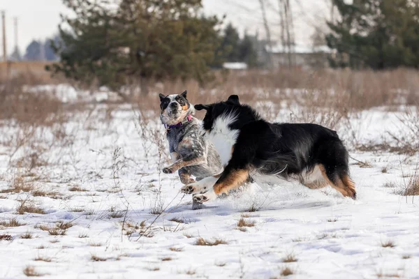 Два Пастушьих Пса Играют Снегу Зимние Собаки Австралийская Порода Собак — стоковое фото