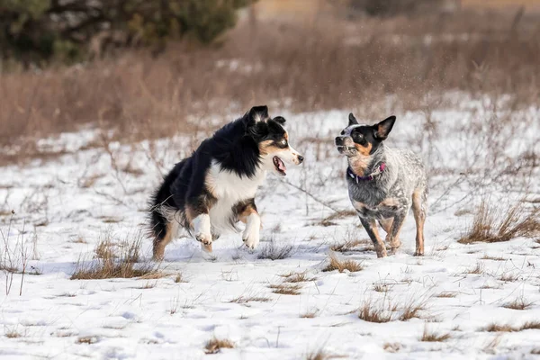 Two Shepherd Dogs Playing Snow Winter Dogs Australian Cattle Dog — Stock Photo, Image