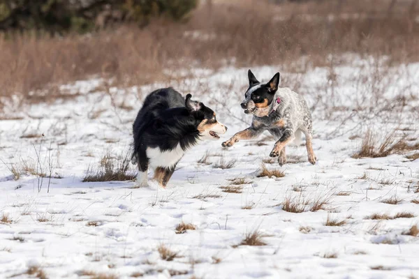 2匹の羊飼いの犬が雪の中で遊んでいる 冬の犬 オーストラリアの牛の犬の品種 ミニチュアアメリカの羊飼いの犬の品種 — ストック写真