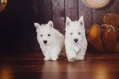 West Highland White Terrier yavruları evlerinde. Bir grup köpek. Şirin yavrular. Köpek kulübesi. Köpek kumu.