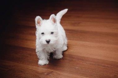 West Highland White Terrier köpeği evde. Şirin köpek. Köpek kulübesi. Köpek kumu.