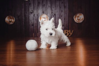 West Highland White Terrier köpeği evde. Şirin köpek. Köpek kulübesi. Köpek kumu.