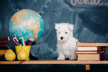 West Highland White Terrier köpeği evde. Şirin köpek. Köpek kulübesi. Köpek kumu.