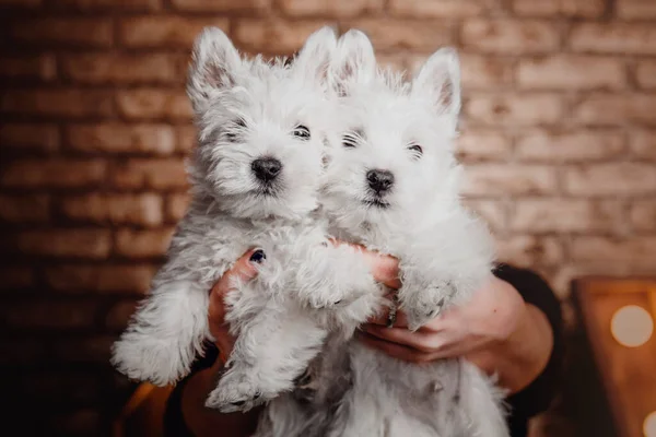 West Highland White Terrier Anak Anjing Rumah Sekelompok Anjing Anak — Stok Foto
