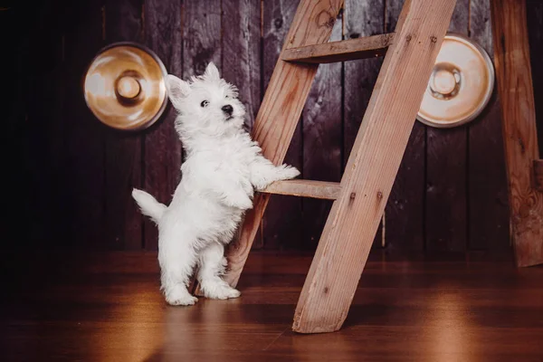 Anjing West Highland White Terrier Rumah Anjing Yang Lucu Kennel — Stok Foto