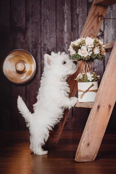West Highland White Terrier Cachorro Casa Lindo Cachorro Perrera Basura — Foto de Stock