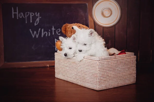 West Highland White Terrier Κουτάβια Στο Σπίτι Ομάδα Σκύλων Χαριτωμένα — Φωτογραφία Αρχείου