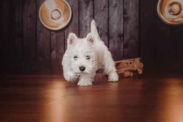 West Highland White Terrier Pentu Kotona Söpö Pentu Kenneliä Koiranpentue — kuvapankkivalokuva