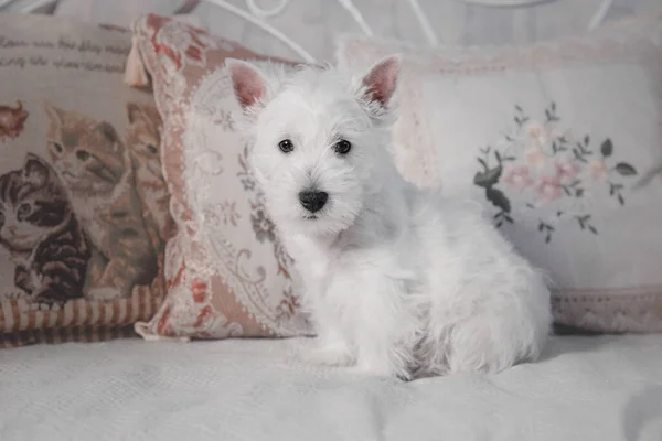 West Highland White Terrier Cachorro Casa Lindo Cachorro Perrera Basura — Foto de Stock