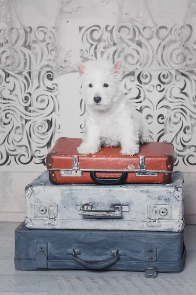 Білий Терр West Highland White Terrier Вдома Миле Цуценя Кеннел — стокове фото