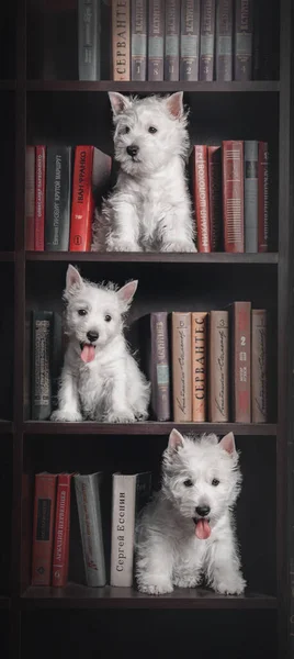 ウェスト ハイランド ホワイト テリアは家で子犬を飼っている 犬のグループ かわいいパップ ケンネル 犬のごみ — ストック写真