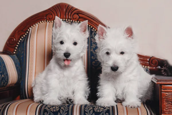 West Highland White Terrier Kölykök Otthon Kutyacsoport Aranyos Kölykök Kennel — Stock Fotó