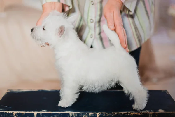 Білий Терр West Highland White Terrier Вдома Миле Цуценя Кеннел — стокове фото