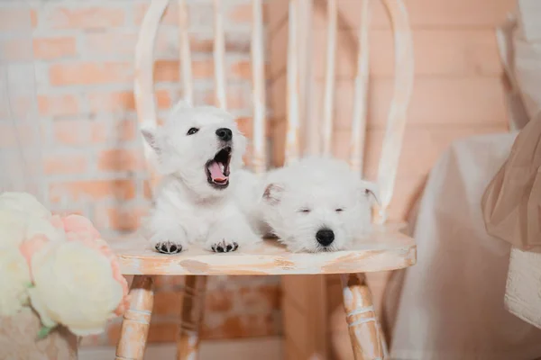 West Highland White Terrier Cachorros Casa Grupo Perros Lindos Cachorros —  Fotos de Stock