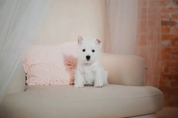 西高地白色地球小狗在家里 可爱的小狗 宠物狗 — 图库照片