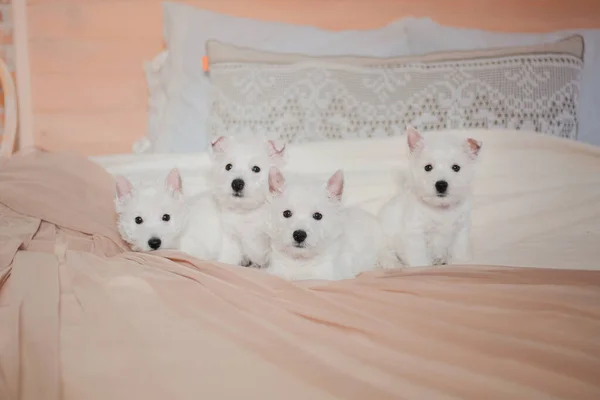 Szczenięta West Highland White Terrier Domu Grupa Psów Słodkie Szczeniaki — Zdjęcie stockowe