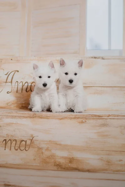 Szczenięta West Highland White Terrier Domu Grupa Psów Słodkie Szczeniaki — Zdjęcie stockowe