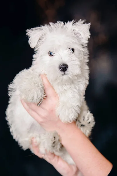 West Highland White Terrier Cachorro Casa Lindo Cachorro Perrera Basura —  Fotos de Stock