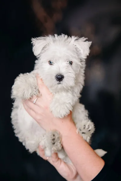 West Highland White Terrier Welpen Hause Niedlicher Welpe Zwinger Hundestreu — Stockfoto