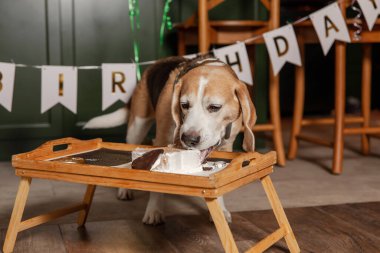 İyi ki doğdun. Av köpeği cinsi. Mutlu köpek lezzetli pasta yiyor. Köpek partisi evde.