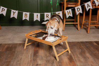 İyi ki doğdun. Av köpeği cinsi. Mutlu köpek lezzetli pasta yiyor. Köpek partisi evde.