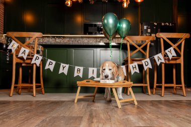 İyi ki doğdun. Av köpeği cinsi. Mutlu köpek lezzetli pasta yiyor. Köpek partisi evde.