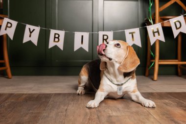 İyi ki doğdun. Av köpeği cinsi. Mutlu köpek. Köpek partisi evde.