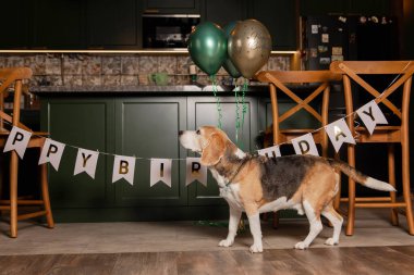 İyi ki doğdun. Av köpeği cinsi. Mutlu köpek. Köpek partisi evde.