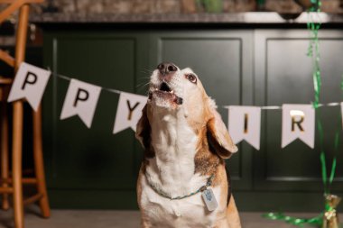 İyi ki doğdun. Av köpeği cinsi. Mutlu köpek. Köpek partisi evde.