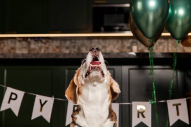 İyi ki doğdun. Av köpeği cinsi. Mutlu köpek. Köpek partisi evde.