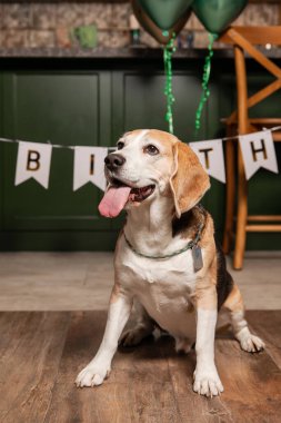 İyi ki doğdun. Av köpeği cinsi. Mutlu köpek. Köpek partisi evde.