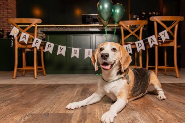 İyi ki doğdun. Av köpeği cinsi. Mutlu köpek. Köpek partisi evde.