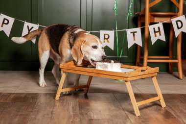 İyi ki doğdun. Av köpeği cinsi. Mutlu köpek lezzetli pasta yiyor. Köpek partisi evde.