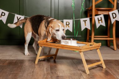 İyi ki doğdun. Av köpeği cinsi. Mutlu köpek lezzetli pasta yiyor. Köpek partisi evde.