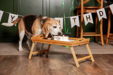 İyi ki doğdun. Av köpeği cinsi. Mutlu köpek lezzetli pasta yiyor. Köpek partisi evde.