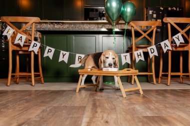 İyi ki doğdun. Av köpeği cinsi. Mutlu köpek lezzetli pasta yiyor. Köpek partisi evde.