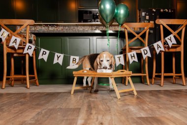 İyi ki doğdun. Av köpeği cinsi. Mutlu köpek lezzetli pasta yiyor. Köpek partisi evde.