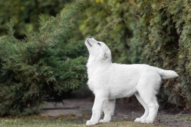 Orta Asya çoban köpeği yavrusu. Beyaz köpek. Köpek kumu. Köpek kulübesi. Dev köpek yavrusu.