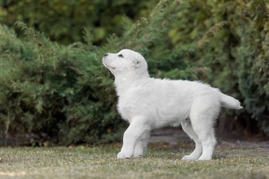 Orta Asya çoban köpeği yavrusu. Beyaz köpek. Köpek kumu. Köpek kulübesi. Dev köpek yavrusu.