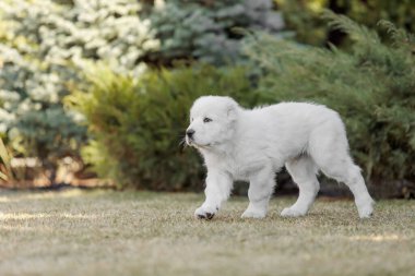 Orta Asya çoban köpeği yavrusu. Beyaz köpek. Köpek kumu. Köpek kulübesi. Dev köpek yavrusu.